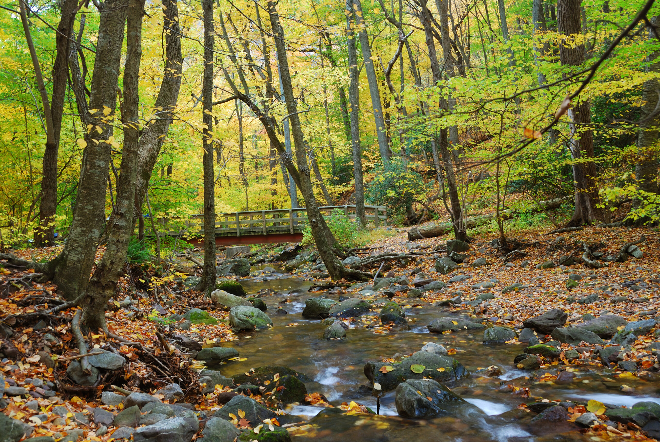 wood bridge with Autumn forest